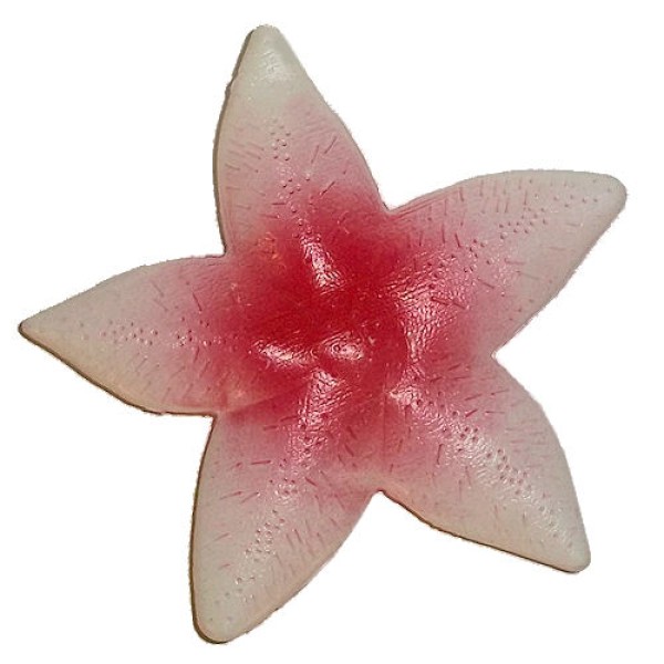 Plastic Starfish Decoration 7 Inch Nautical Beach Luau Ocean Theme Party Prop Plastic Starfish Decoration 7 Inch Nautical Beach Luau Ocean Theme Party Prop