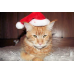 RDD-1004 : Plush Santa Hat for Cats and Small Dogs at HatsForDogs.com