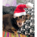 RDD-1004 : Plush Santa Hat for Cats and Small Dogs at HatsForDogs.com