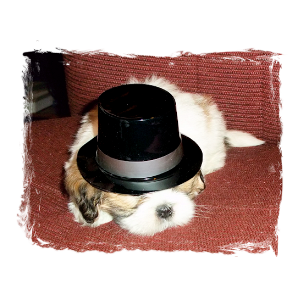Mini Magician Black Top Hat Mini Magician Black Top Hat